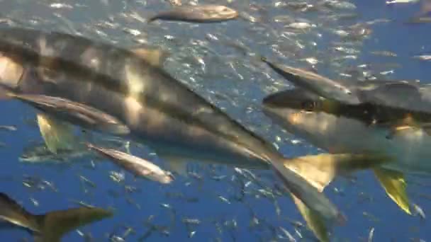 Splendida immersione subacquea nell'oceano Pacifico vicino all'isola di Guadalupe. Messico . — Video Stock