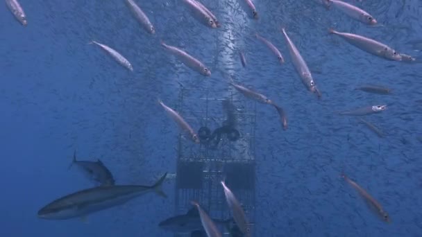 Magnífica inmersión submarina en el Océano Pacífico cerca de la isla de Guadalupe. México. . — Vídeos de Stock