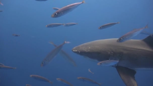 Grande plongée avec de grands requins blancs dans l'océan Pacifique près de l'île de Guadalupe. Mexique . — Video