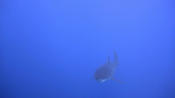 Bra dykning med stora vithajar i Stilla havet nära ön av Guadalupe. Mexico. — Stockvideo