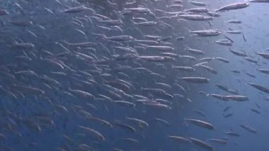 Guadalupe Adası yakınlarında Pasifik Okyanusu'nda muhteşem sualtı dalış. Meksika.