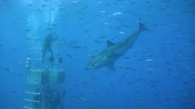 Büyük büyük beyaz köpekbalıkları Guadalupe Adası yakınlarında Pasifik Okyanusu'nda dalış. Meksika.