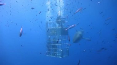 Büyük büyük beyaz köpekbalıkları Guadalupe Adası yakınlarında Pasifik Okyanusu'nda dalış. Meksika.