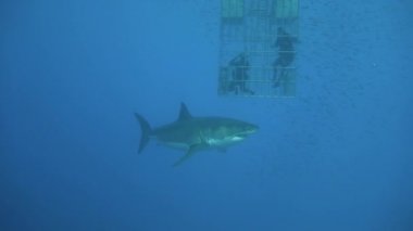 Büyük büyük beyaz köpekbalıkları Guadalupe Adası yakınlarında Pasifik Okyanusu'nda dalış. Meksika.