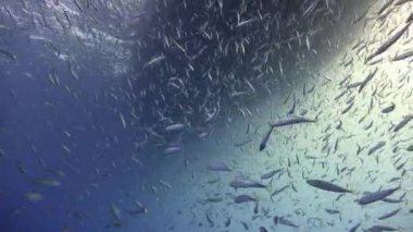 Guadalupe Adası yakınlarında Pasifik Okyanusu'nda muhteşem sualtı dalış. Meksika.