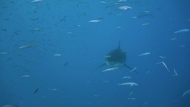 Gran buceo con grandes tiburones blancos en el océano Pacífico cerca de la isla de Guadalupe. México. . — Vídeos de Stock