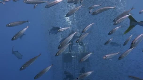 Magnífica inmersión submarina en el Océano Pacífico cerca de la isla de Guadalupe. México. . — Vídeos de Stock