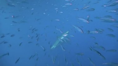 Büyük büyük beyaz köpekbalıkları Guadalupe Adası yakınlarında Pasifik Okyanusu'nda dalış. Meksika.