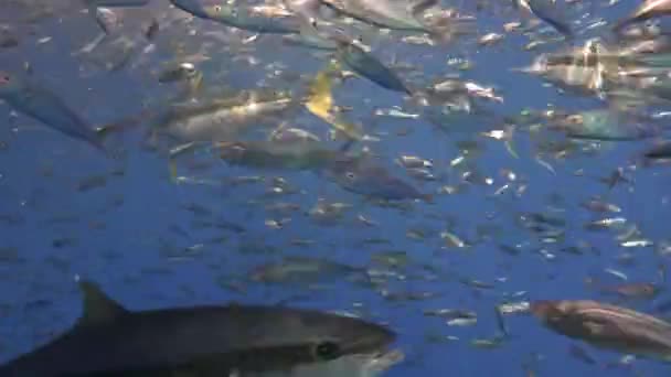 Splendida immersione subacquea nell'oceano Pacifico vicino all'isola di Guadalupe. Messico . — Video Stock