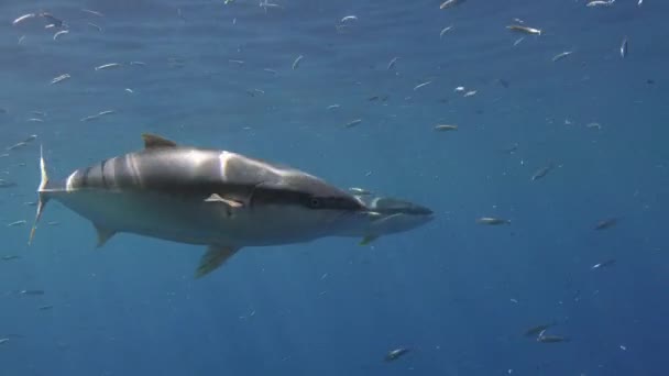 Splendida immersione subacquea nell'oceano Pacifico vicino all'isola di Guadalupe. Messico . — Video Stock