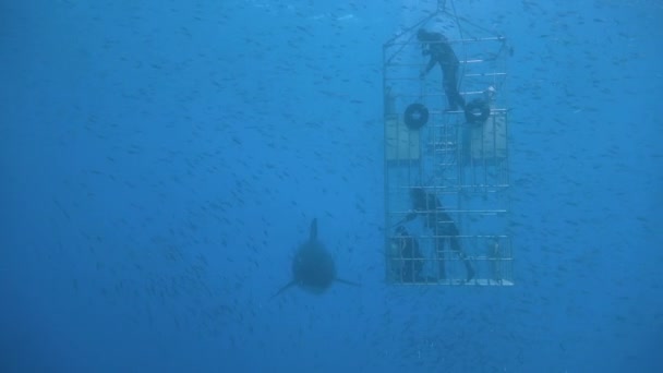 Great menyelam dengan hiu putih besar di Samudera Pasifik dekat pulau Guadalupe. Meksiko . — Stok Video