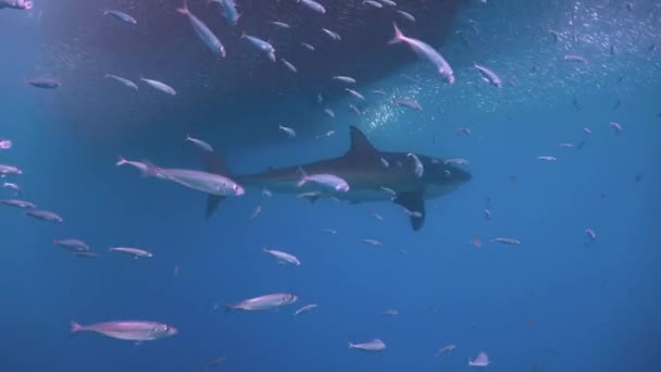 Μεγάλη καταδύσεις με μεγάλοι λευκοί καρχαρίες στον Ειρηνικό Ωκεανό κοντά στην νησί της Γουαδελούπης. Μεξικό. — Αρχείο Βίντεο