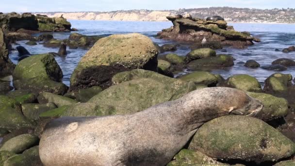 Roquerie de phoques juste sur le front de mer de San Diego. Californie . — Video