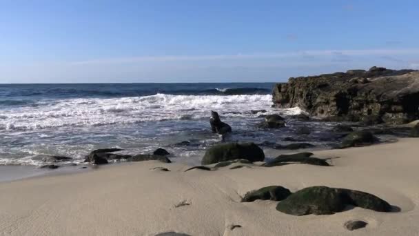 Seal novato justo en el paseo marítimo de San Diego. California . — Vídeo de stock