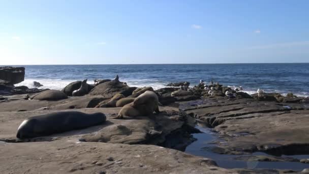Seal novato justo en el paseo marítimo de San Diego. California . — Vídeos de Stock