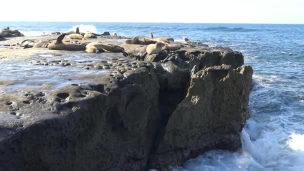 Seal rookery right on the waterfront of San Diego. California. — Stock Video