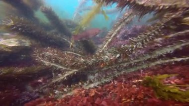 Etkileyici ve gizemli sualtı dalış varek sualtı bahçelerinde. Pasifik Okyanusu. California.