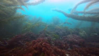 Etkileyici ve gizemli sualtı dalış varek sualtı bahçelerinde. Pasifik Okyanusu. California.