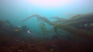 Etkileyici ve gizemli sualtı dalış varek sualtı bahçelerinde. Pasifik Okyanusu. California.