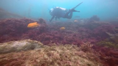 Etkileyici ve gizemli sualtı dalış varek sualtı bahçelerinde. Pasifik Okyanusu. California.