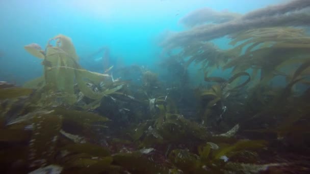 Fascinerende en geheimzinnige onderwater duiken in de onderwater tuinen van kelp. Van de Stille Oceaan. Californië. — Stockvideo