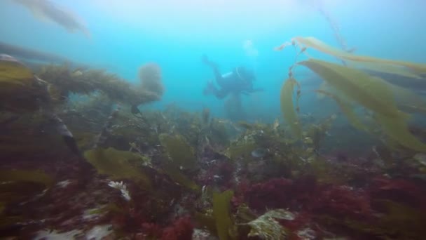 Fascinante e misterioso mergulho subaquático nos jardins subaquáticos de algas. Do Oceano Pacífico. Califórnia . — Vídeo de Stock