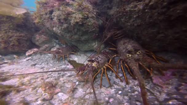 Fascinating and mysterious underwater diving in the underwater gardens of kelp. Of the Pacific ocean. California. — Stock Video