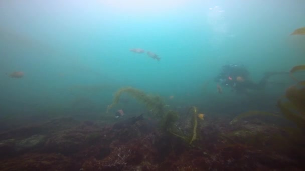 Fascinující a tajemné potápění pod vodou v podmořské zahrady řasy. Tichého oceánu. Kalifornie. — Stock video