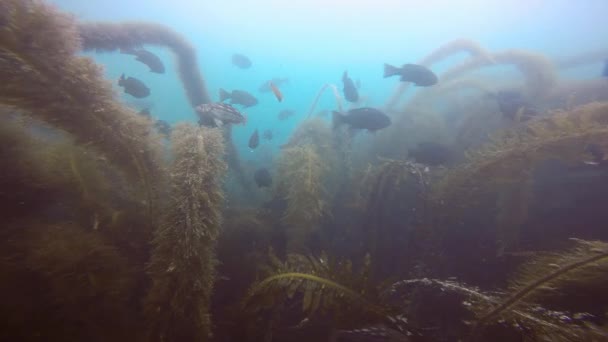 Fascinerande och mystiska underwater dykning i undervattensträdgårdarna av kelp. Av Stilla havet. California. — Stockvideo