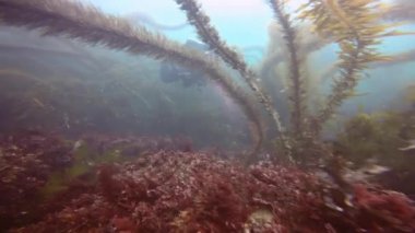 Etkileyici ve gizemli sualtı dalış varek sualtı bahçelerinde. Pasifik Okyanusu. California.