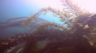 Etkileyici ve gizemli sualtı dalış varek sualtı bahçelerinde. Pasifik Okyanusu. California.