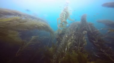Etkileyici ve gizemli sualtı dalış varek sualtı bahçelerinde. Pasifik Okyanusu. California.