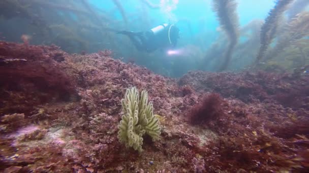 Fascinerande och mystiska underwater dykning i undervattensträdgårdarna av kelp. Av Stilla havet. California. — Stockvideo