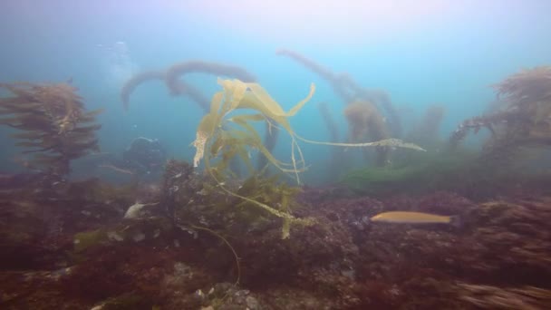 迷人而又神秘水下潜水的海带的水下花园。太平洋海域中。加利福尼亚州. — 图库视频影像