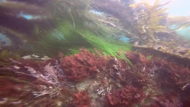 Fascinerande och mystiska underwater dykning i undervattensträdgårdarna av kelp. Av Stilla havet. California. — Stockvideo