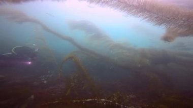 Etkileyici ve gizemli sualtı dalış varek sualtı bahçelerinde. Pasifik Okyanusu. California.