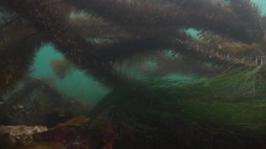 Etkileyici ve gizemli sualtı dalış varek sualtı bahçelerinde. Pasifik Okyanusu. California.