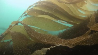 Etkileyici ve gizemli sualtı dalış varek sualtı bahçelerinde. Pasifik Okyanusu. California.