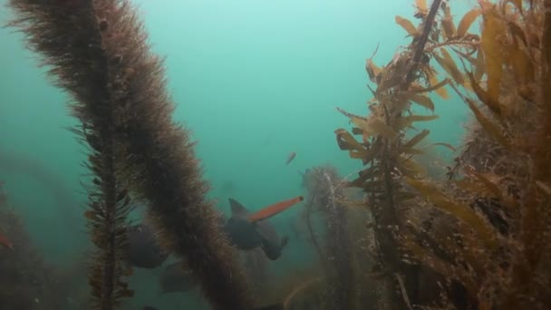 Fascinante e misterioso mergulho subaquático nos jardins subaquáticos de algas. Do Oceano Pacífico. Califórnia . — Vídeo de Stock