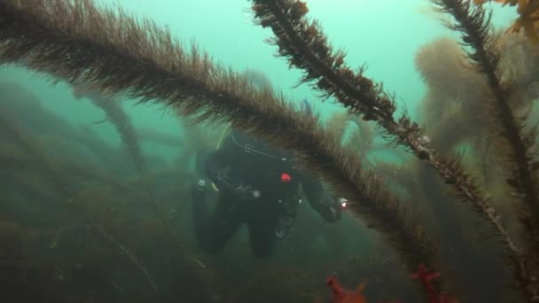 Захватывающие и таинственные подводные погружения в подводные сады ламинарии. Тихого океана. Калифорния . — стоковое видео