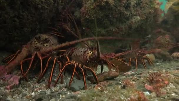 Lobster. Diving off the coast of San Diego. Of the Pacific ocean. California. — Stock Video