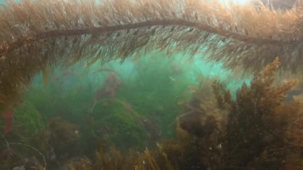 Izgalmas és titokzatos víz alatti búvárkodás a víz alatti kertben a tengeri moszat. A Csendes-óceán. California. — Stock videók