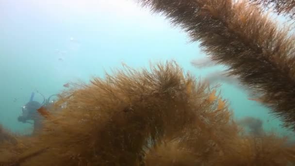 Fascinerende en geheimzinnige onderwater duiken in de onderwater tuinen van kelp. Van de Stille Oceaan. Californië. — Stockvideo