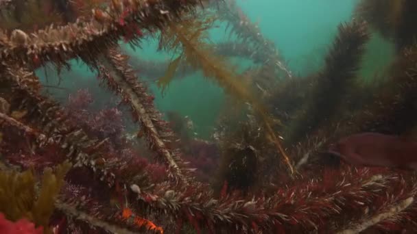 Захоплююче і таємниче дайвінг в підводних садах kelp. Тихого океану. Каліфорнія. — стокове відео