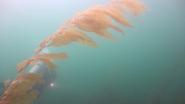 Захоплююче і таємниче дайвінг в підводних садах kelp. Тихого океану. Каліфорнія. — стокове відео