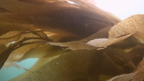 Fascinante y misterioso buceo submarino en los jardines submarinos de algas. Del océano Pacífico. California . — Vídeo de stock