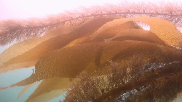 Захоплююче і таємниче дайвінг в підводних садах kelp. Тихого океану. Каліфорнія. — стокове відео