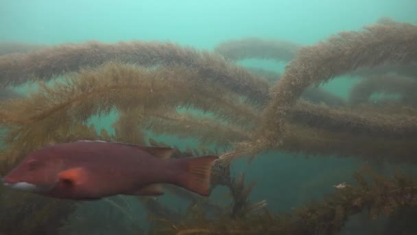Захоплююче і таємниче дайвінг в підводних садах kelp. Тихого океану. Каліфорнія. — стокове відео