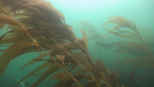 Захоплююче і таємниче дайвінг в підводних садах kelp. Тихого океану. Каліфорнія. — стокове відео