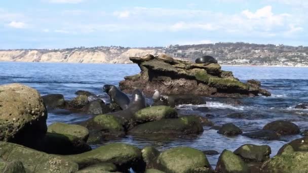 Seal novato justo en el paseo marítimo de San Diego. California . — Vídeos de Stock